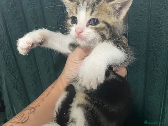 American Shorthair cats Ready now ,Beautiful docile boy - Advert 11
