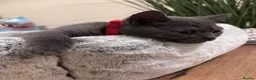 Scottish Fold cats for sale: Scottish Fold - Advert 6