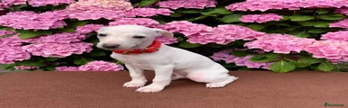 Velvethound Yves