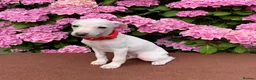 Italian Greyhound dogs for sale: KC Italian greyhound puppies East. Europ lineage - Advert 29