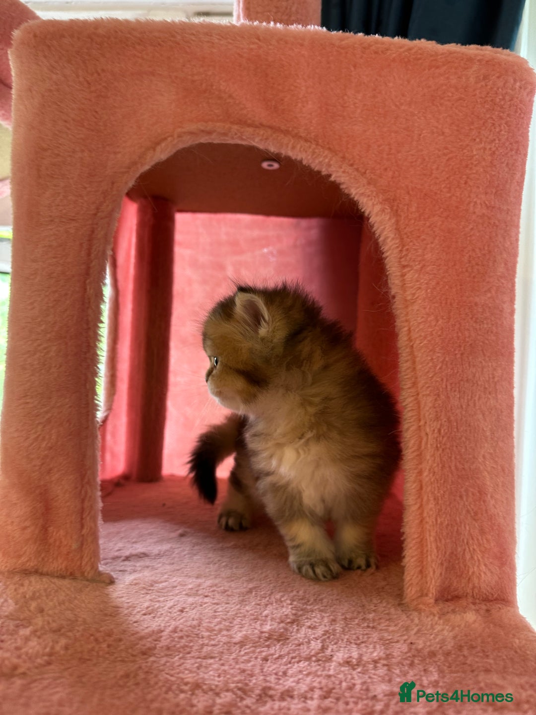 British Longhair cats for sale: Rare Golden Shaded British Longhair Girl Teddy  - Image 5