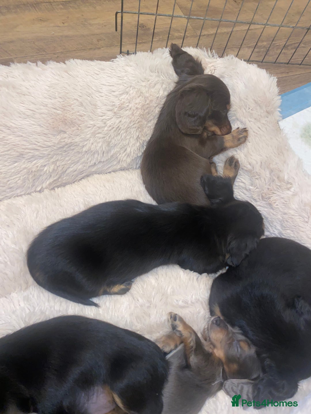 Miniature Dachshund dogs for sale: Longhaired miniature dachshund  - Image 15