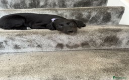 Mixed Breed dogs for sale: Lurcher puppies  - Image 7