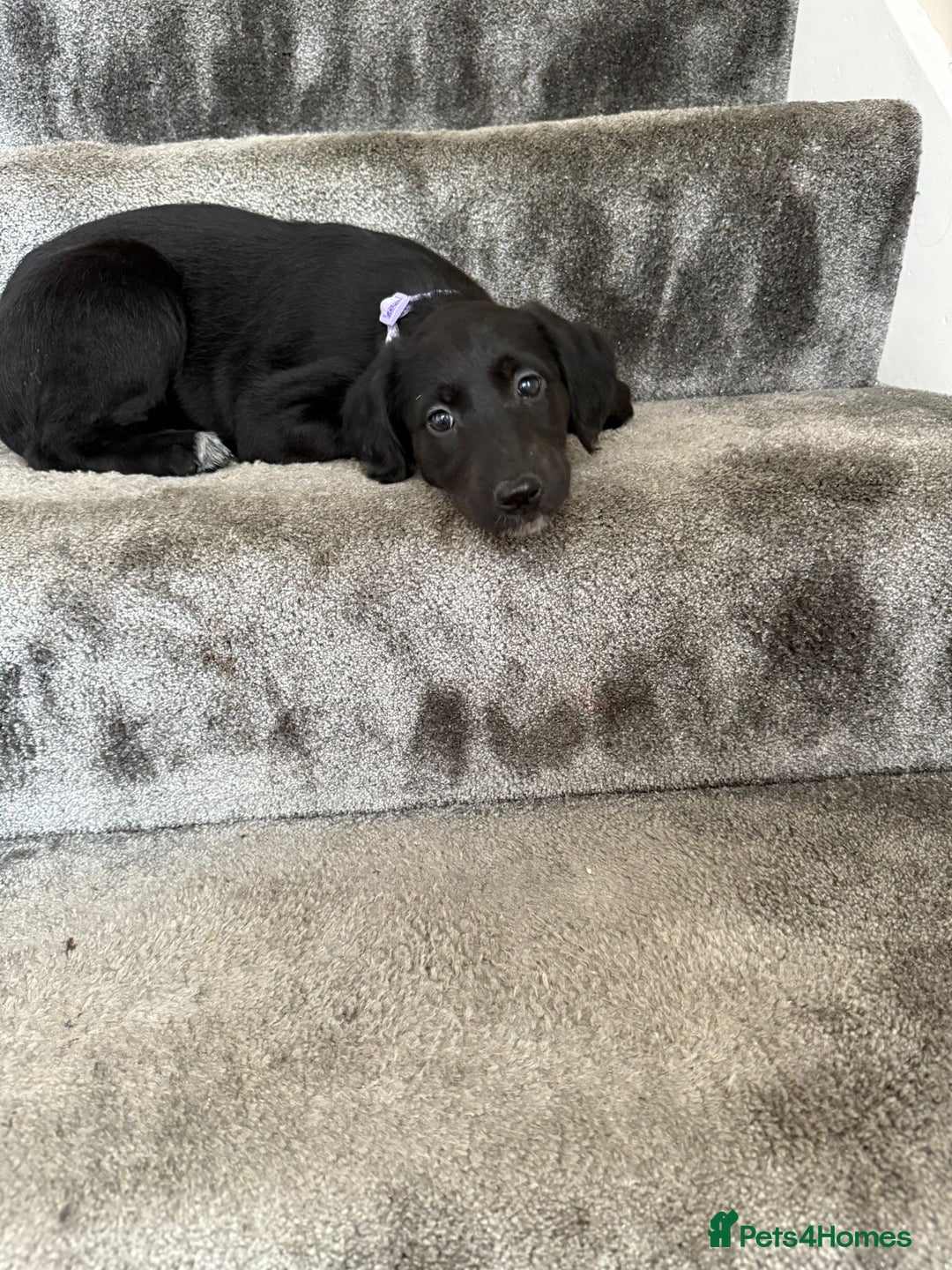 Mixed Breed dogs for sale: Lurcher puppies  - Image 7