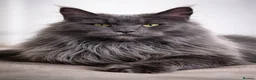 Maine Coon cats for sale: Licensed XXL Maine Coon kittens - Advert 3