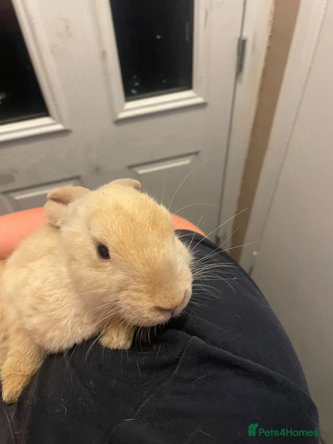 Mini Lop rabbits for sale: X3 Mini Lop Bunnies - Advert 2