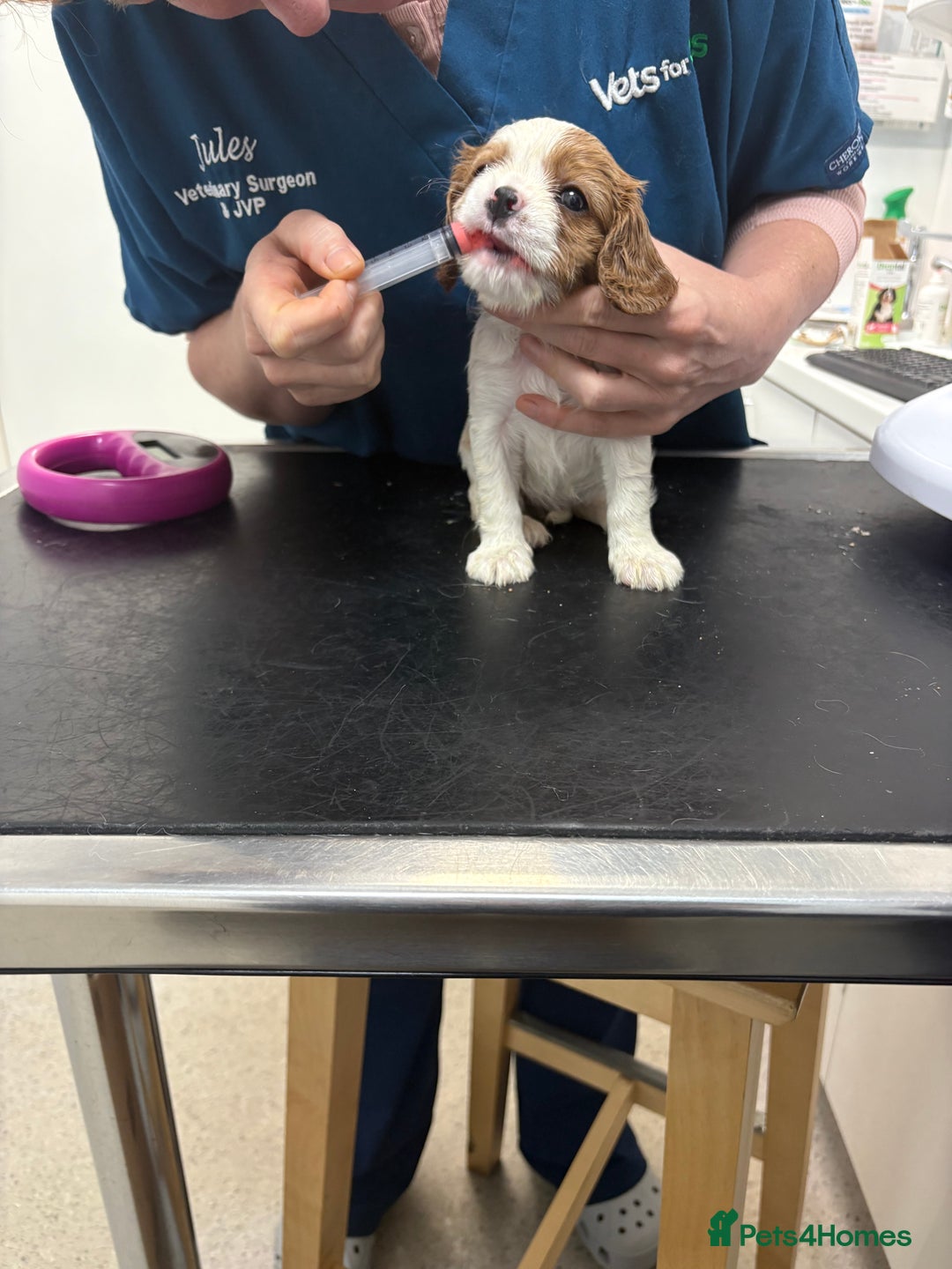 Cavalier King Charles Spaniel dogs for sale: Beautiful Blenheim King Charles cavalier puppies - Advert 10