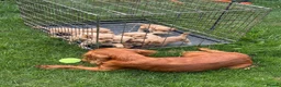 Cocker Spaniel dogs for sale: Our last boy  - Advert 3
