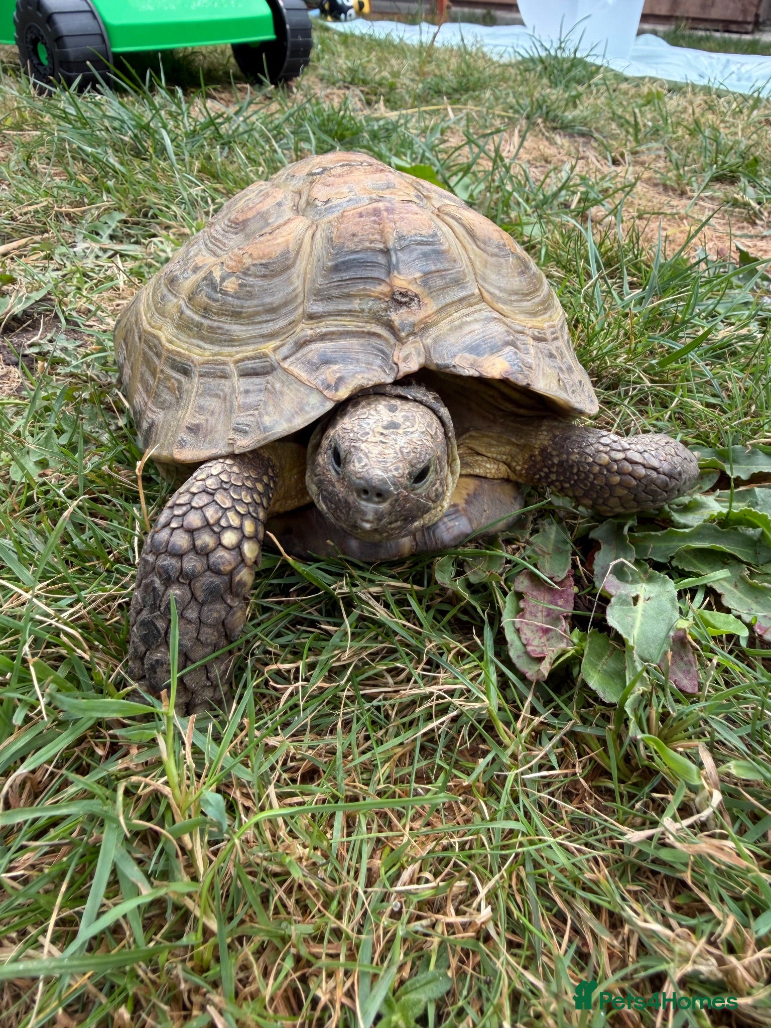 Tortoise reptiles Speedy the tortoise  - Advert 2