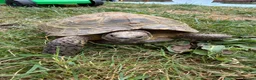 Tortoise reptiles for sale: Speedy the tortoise  - Advert 2