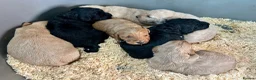 Labradoodle dogs for sale: Miniature Labradoodle Puppies - Advert 10