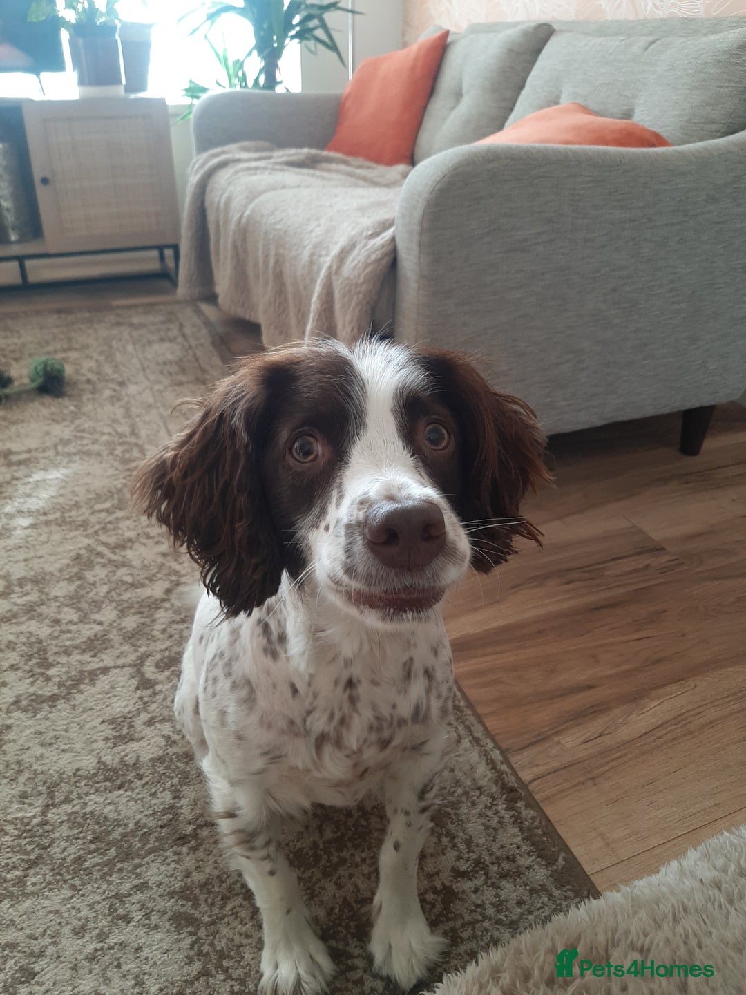 English Springer Spaniel dogs for sale: Beautiful 8 year old sadly for sale - Image 3