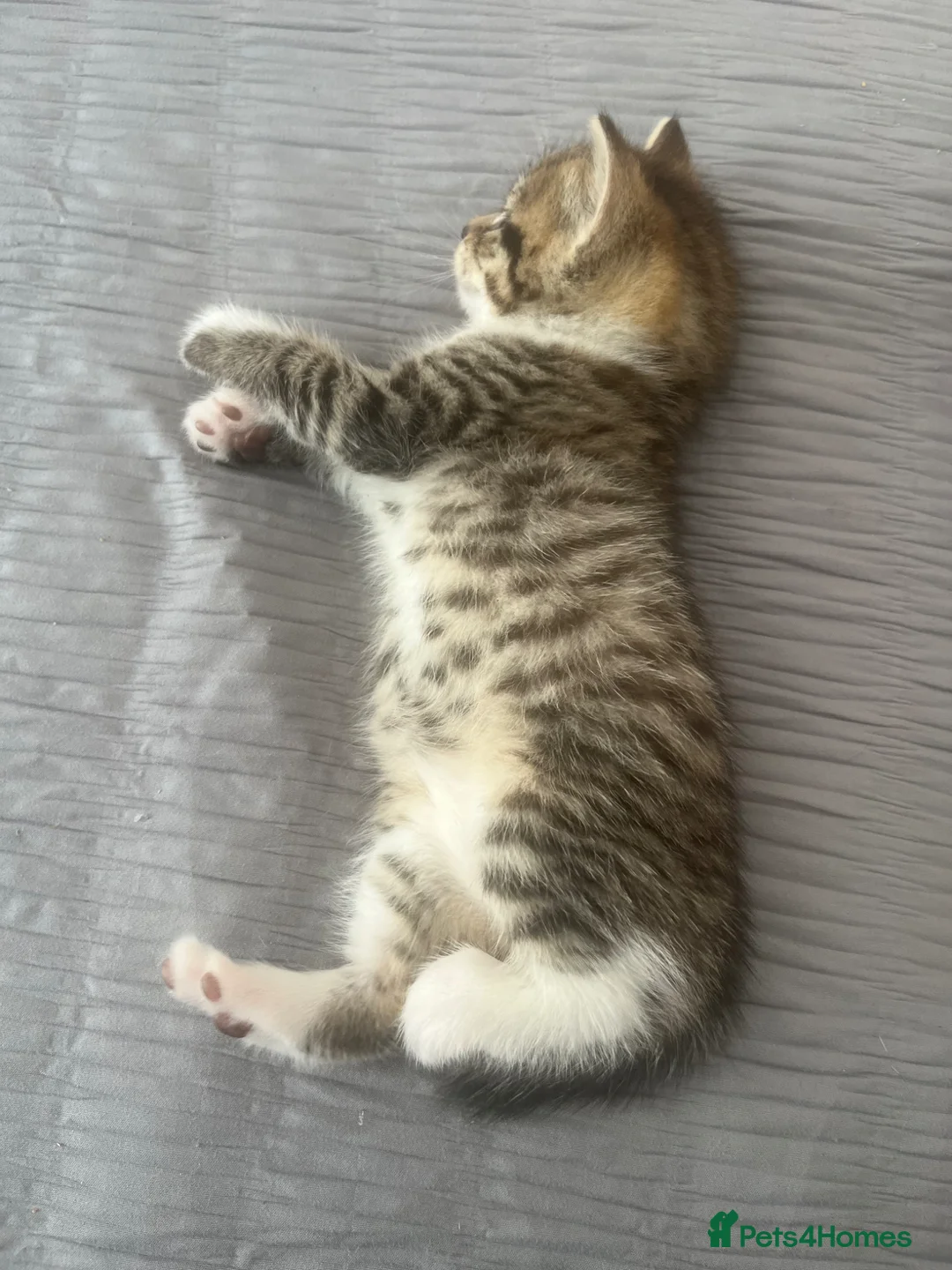 Mixed Breed cats for sale: 4 lovely kittens waiting for their forever home’s - Advert 22