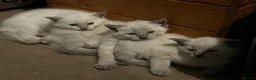 Oriental cats for sale: 7 RAGDOLL/SIAMESE KITTENS  - Advert 14