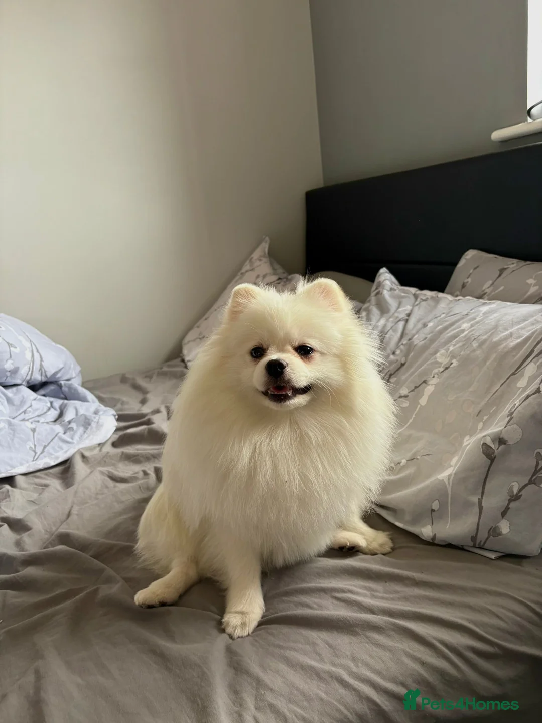 Pomeranian dogs for stud: Chubby our Pure White Pomeranian for stud £400 in Carshalton - Advert 2