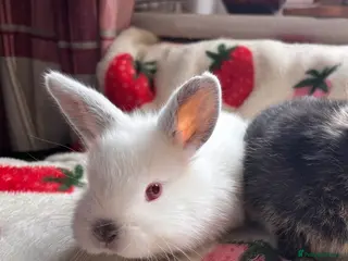 Mixed Breed rabbits 2 Mini Rex babies ready to leave - Advert 14