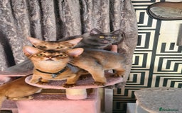 Abyssinian cats for sale: Abisinian kittens  - Image 21