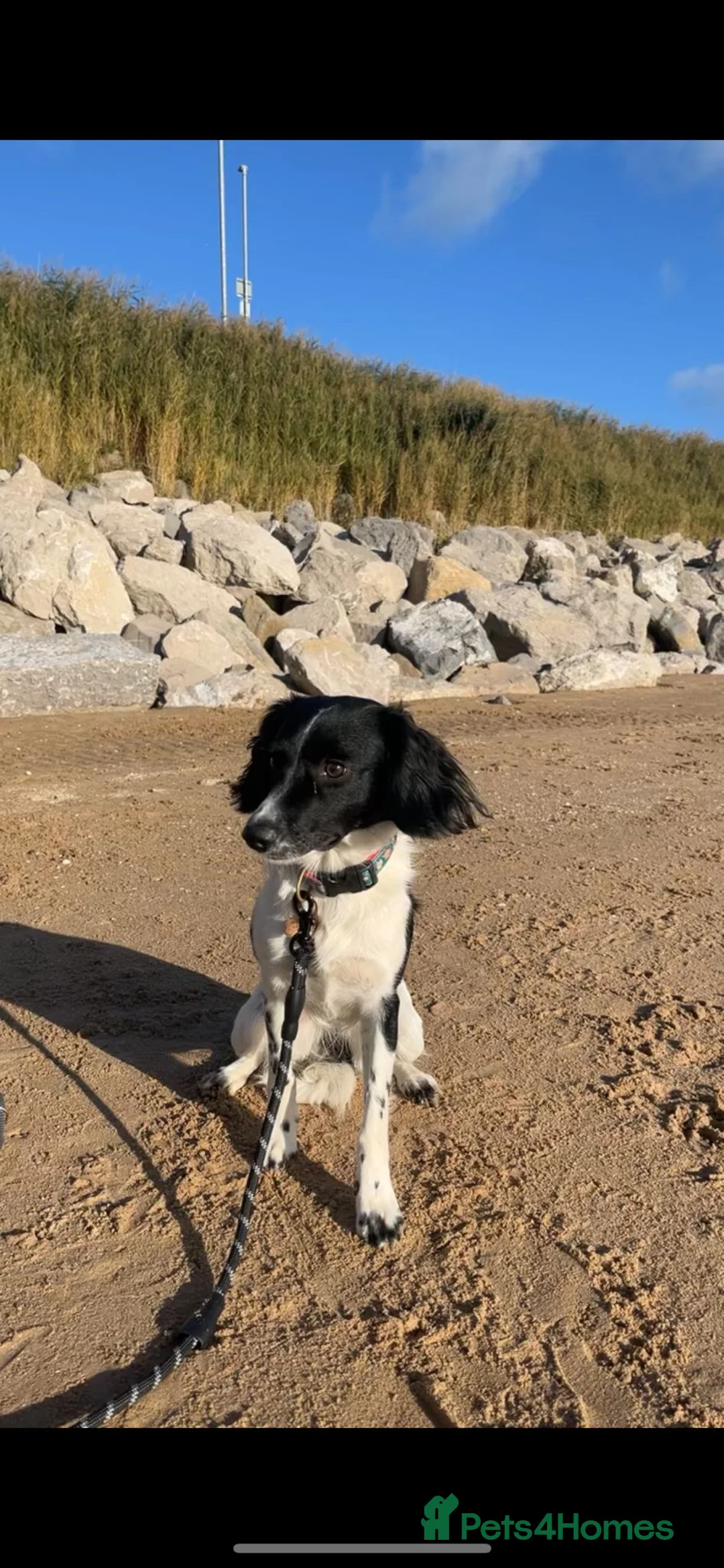 Mixed Breed dogs for sale: 2 x 2 year old Cocker Spaniel Mixed breed  in Neston - Advert 2