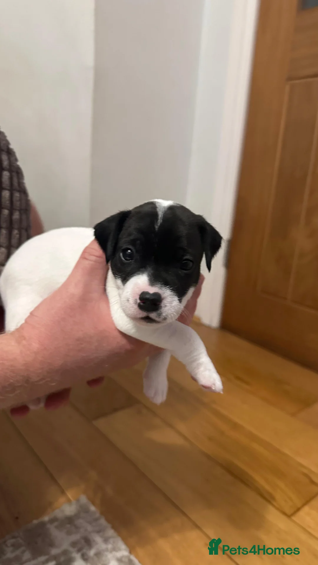 Parson Russell dogs for sale: Boy parsons terrier  - Advert 16