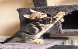 Toyger cats for sale: Adorable kitten  - Image 27