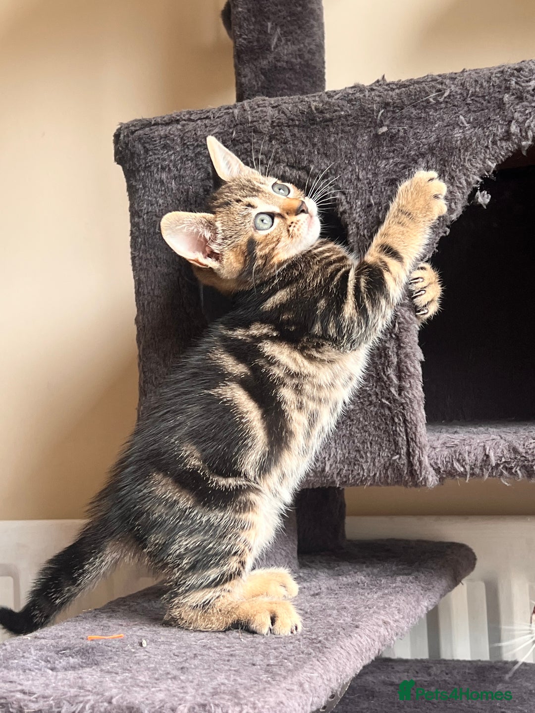 Toyger cats for sale: Adorable kitten  - Image 27