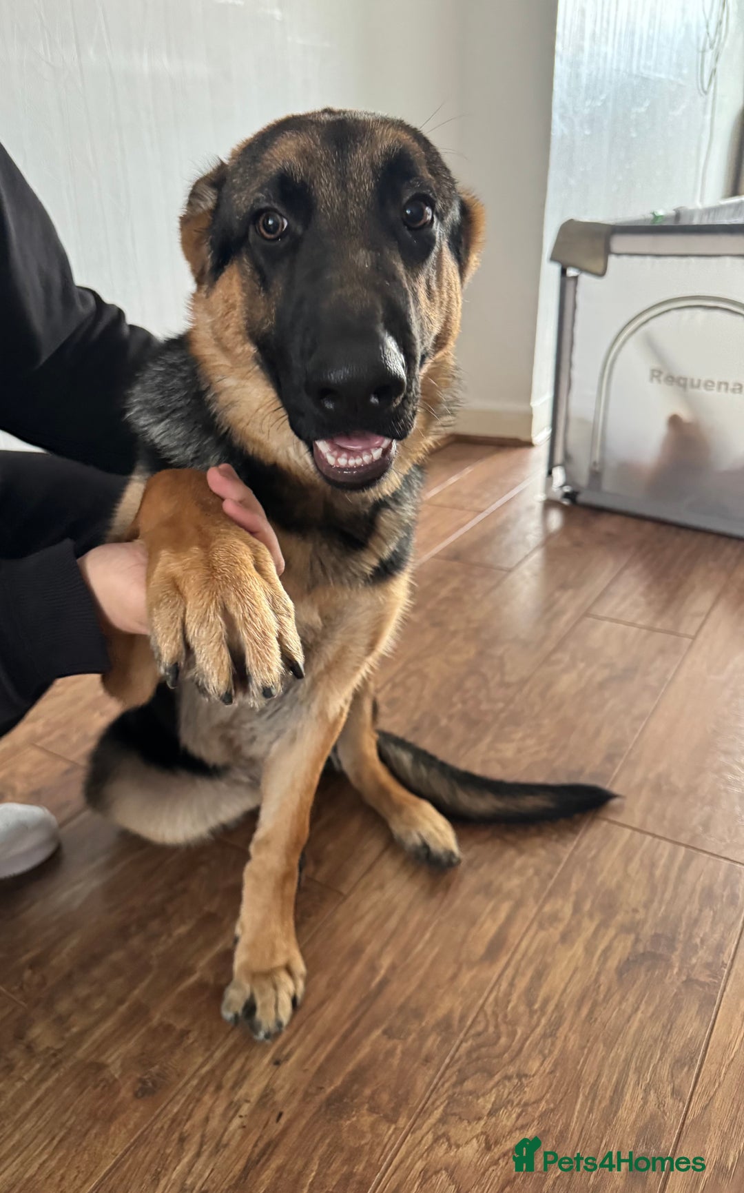 German Shepherd dogs for sale: Champion German Shepperd - Advert 2