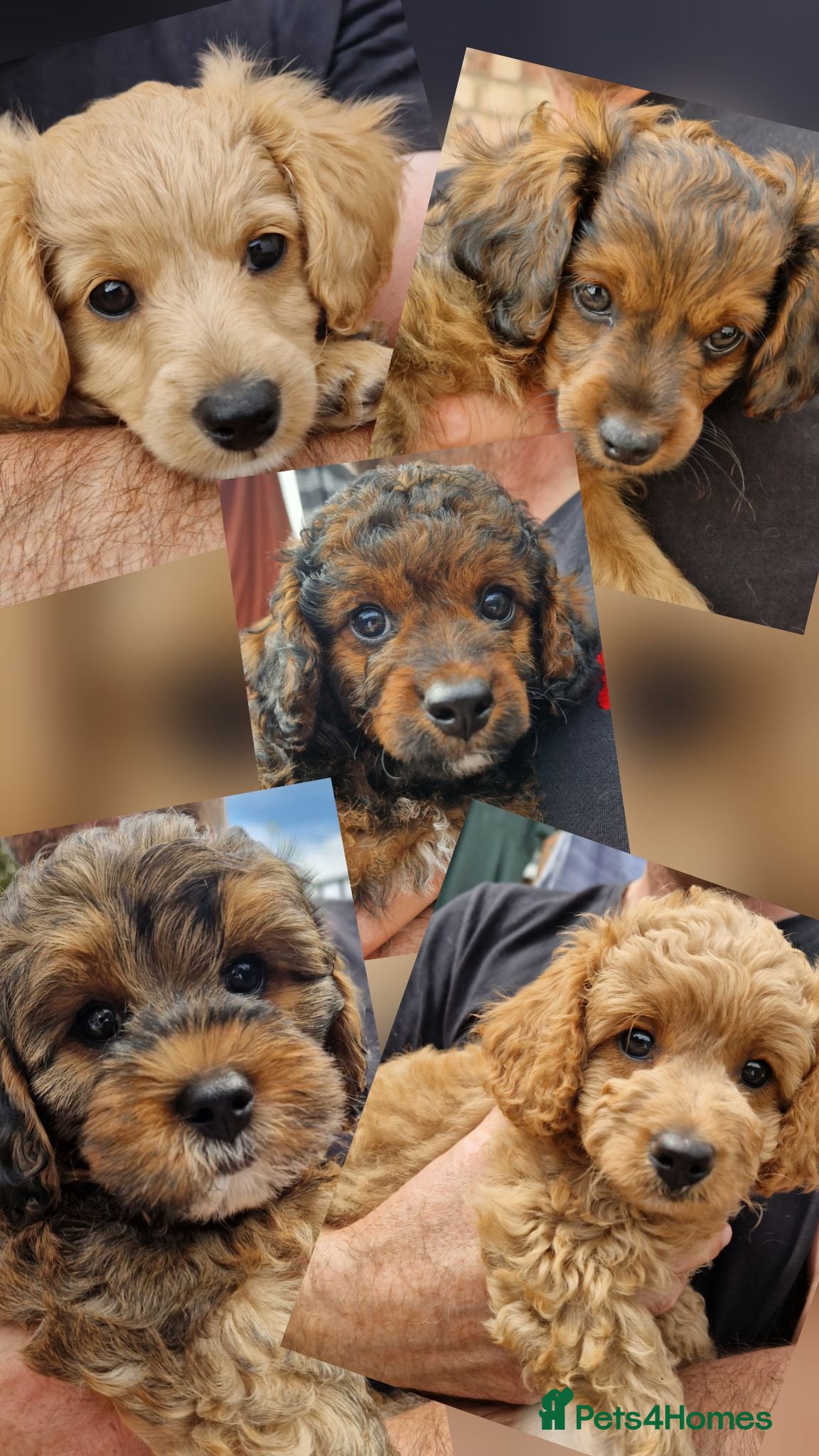 Cavapoochon dogs Beautiful Cavapoochon Pups  - Advert 3