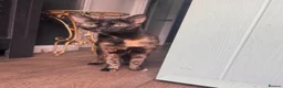 Mixed Breed cats for sale: Domestic shorthair female kittens - Advert 14