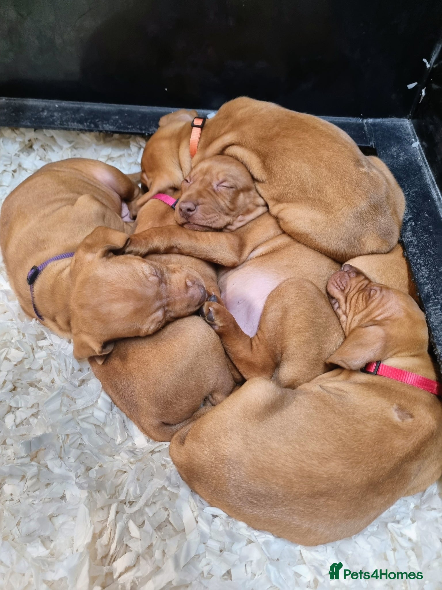 Hungarian Vizsla dogs Beautiful KC Registered Hungarian Vizsla Puppies  - Advert 1