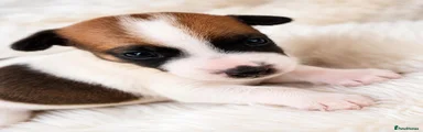 Jack Russell 3