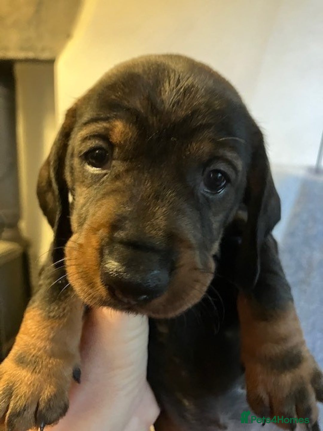 Dachshund dogs for sale: KennelClub Registered WireHaired Dachshund Puppies - Advert 8