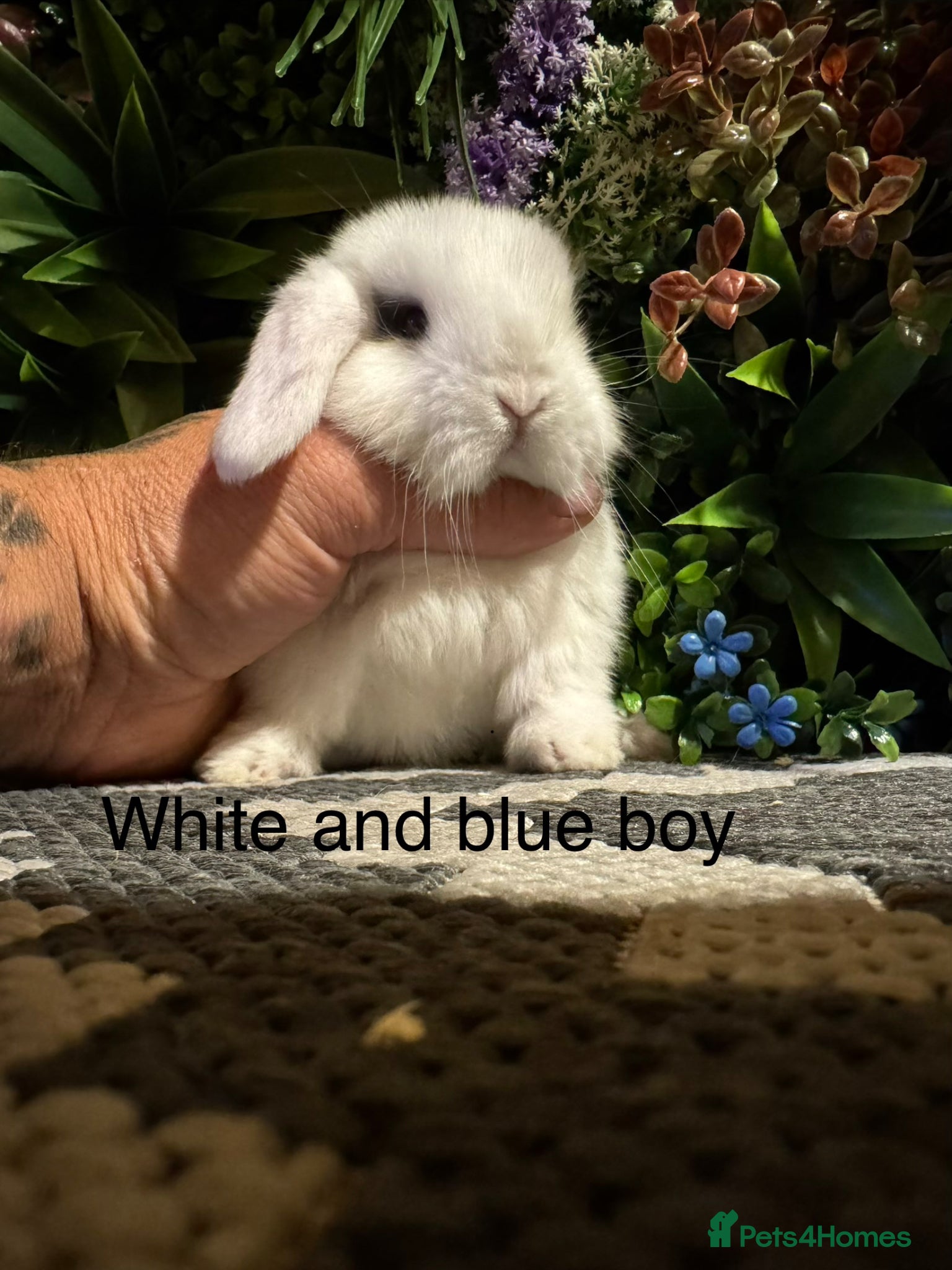 Mini Lop rabbits Mini lops ready to reserve   - Advert 2
