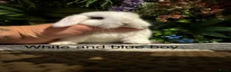 Mini Lop rabbits for sale: Mini lops ready to reserve   - Advert 4