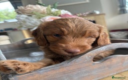 Australian Labradoodle dogs for sale: Australian Labradoodle - Image 9