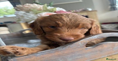 Australian Labradoodle dogs - Advert 4