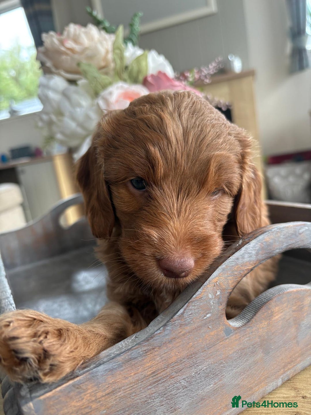 Australian Labradoodle dogs for sale: Australian Labradoodle - Image 9