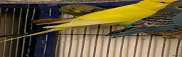 Budgerigars birds for sale: 7 Budgies for sale  - Advert 6
