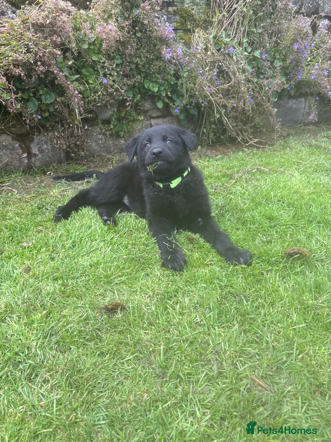 German Shepherd dogs for sale: ONE GIRL AVAILABLE -German shepherd puppies - Image 27