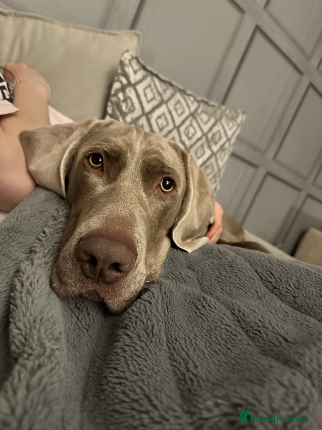 Weimaraner dogs for stud: KC Weimaraner for stud  - Advert 12