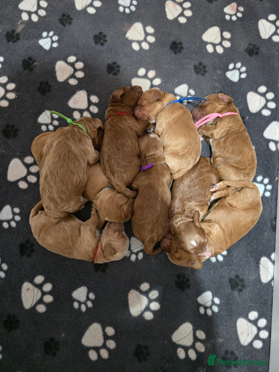 Cockapoo dogs for sale: Health tested cockerpoo F1 pups licensed Breeder  - Advert 32