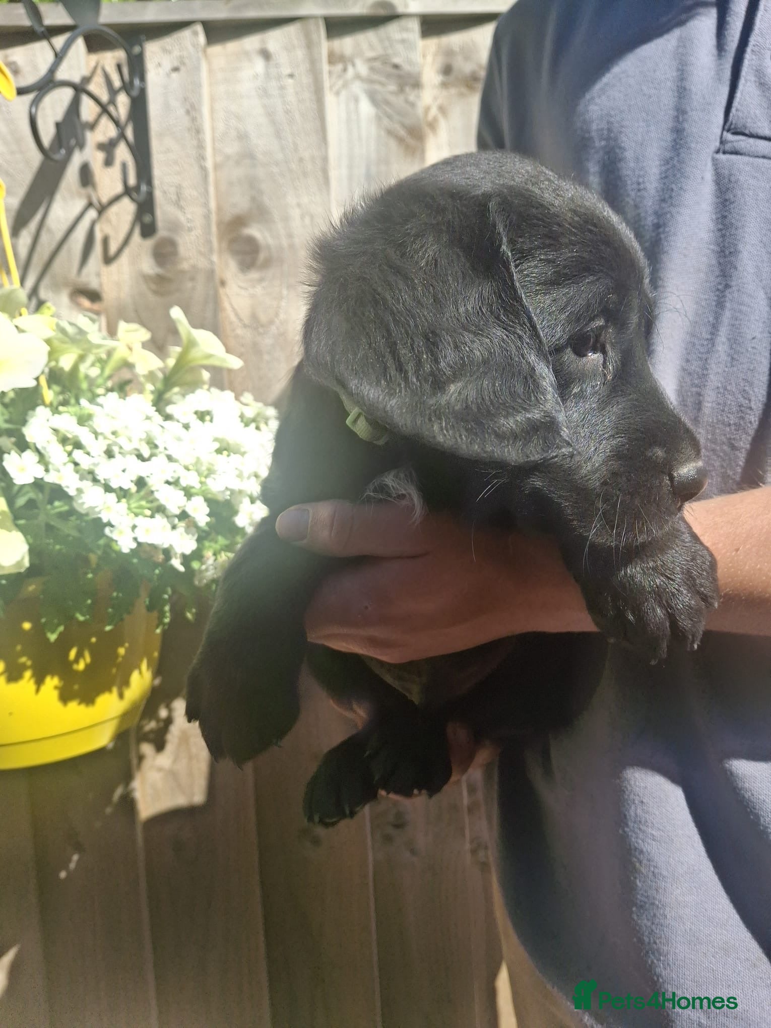Cockerdor dogs 1 boy left Green boy 6 beautiful cockerdor puppies - Advert 2