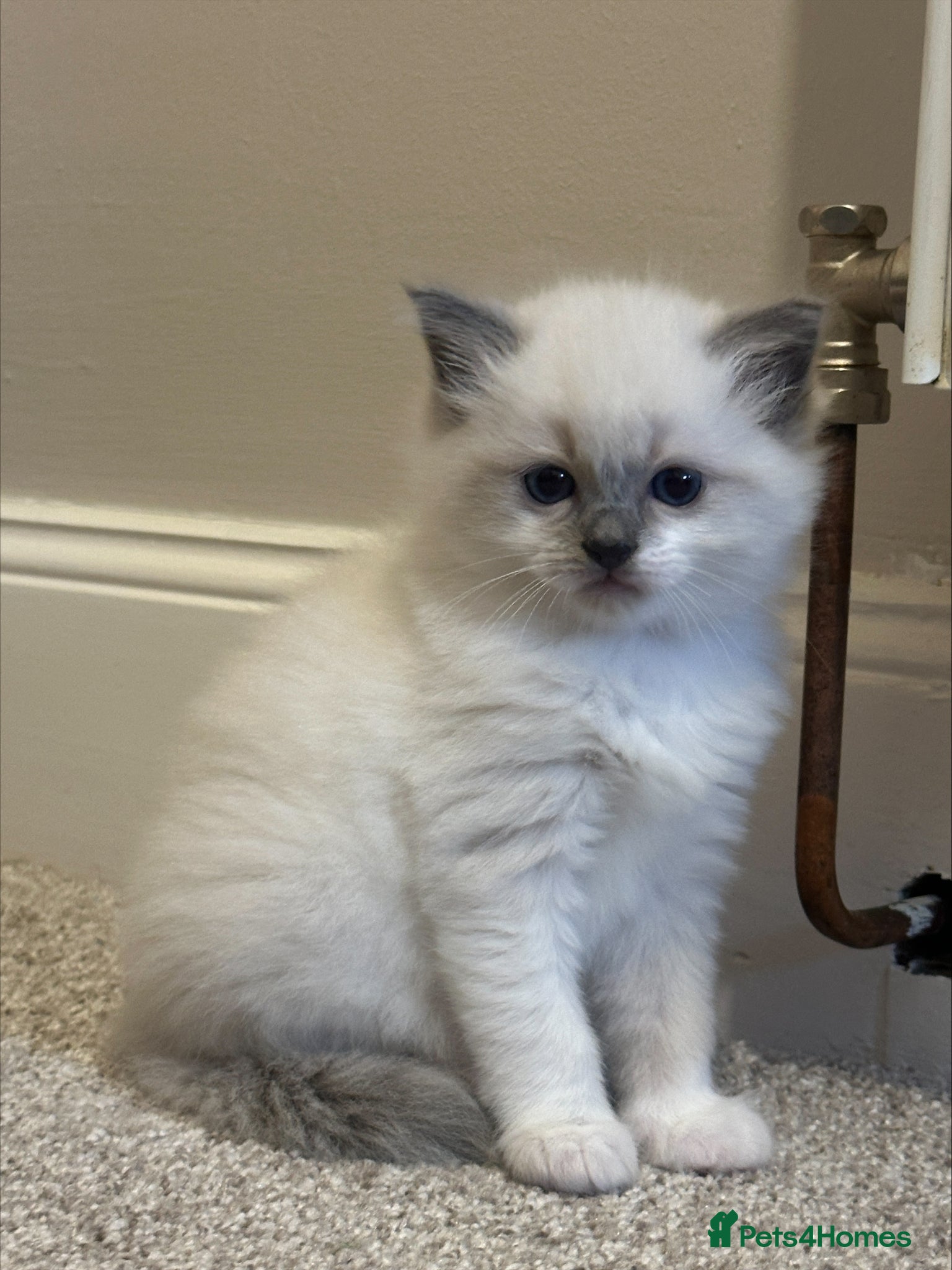 Ragdoll cats ⭐ Pure Ragdolls - Two Females left only ⭐ - Advert 1