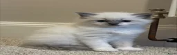 Ragdoll cats for sale: 💗 One BLUE - MITTED Female left - Pure Ragdoll - Advert 8