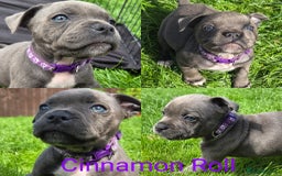 Staffordshire Bull Terrier dogs for sale: Reduced, remaining 2 KC Blue SBT - Image 3
