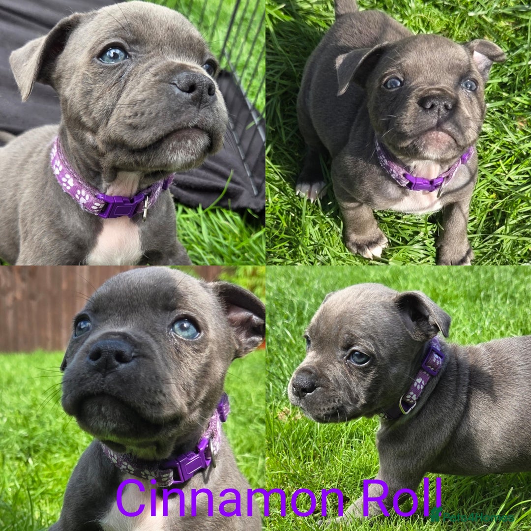 Staffordshire Bull Terrier dogs for sale: Reduced, remaining 2 KC Blue SBT - Image 3