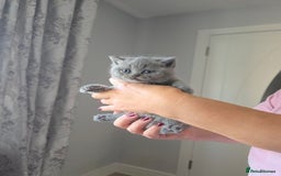 British Shorthair cats for sale: BRITISH SHORTHAIR KITTENS  - Image 12