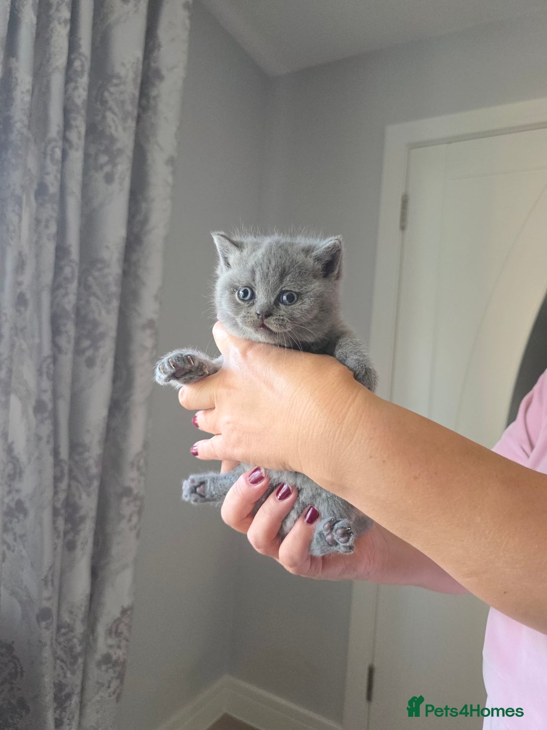 British Shorthair cats for sale: BRITISH SHORTHAIR KITTENS  - Image 12