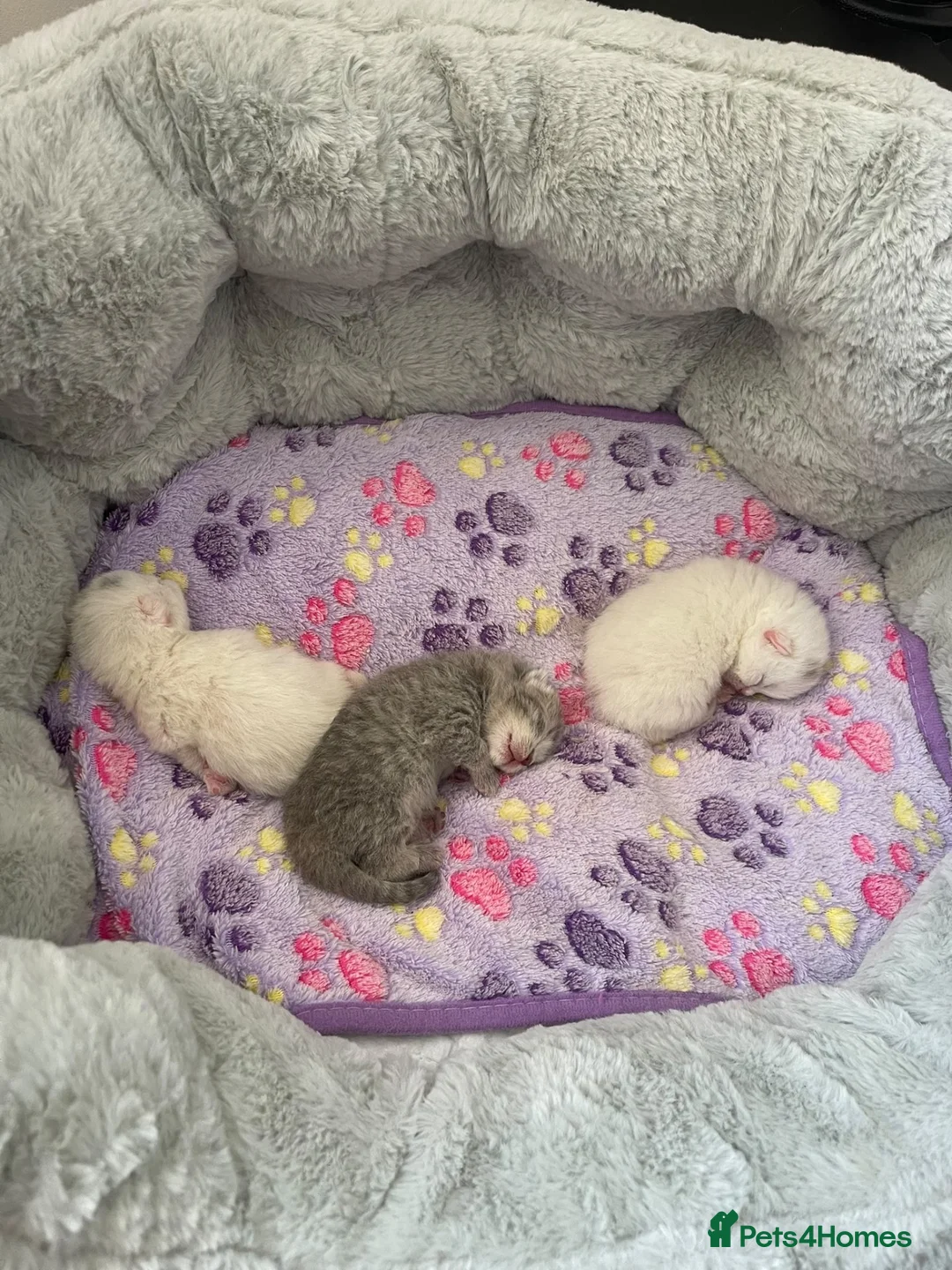 Brazilian Shorthair cats for sale: Three Male British Shorthair Kittens  - Advert 1