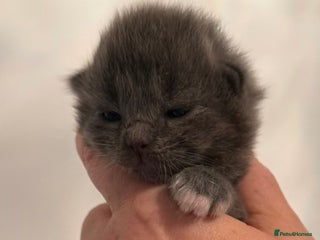 Ragdoll cats British longhair x ragdoll kittens✨ - Advert 4