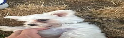 Maltese dogs for sale: Mini Maltese puppies for sale in Westgate-on-Sea - Advert 6